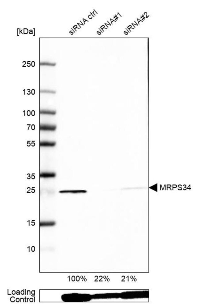 Anti-MRPS34 antibody produced in rabbit