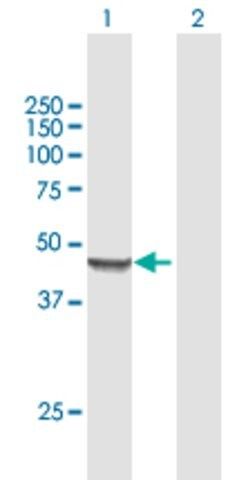 Anti-MRPS9 antibody produced in mouse