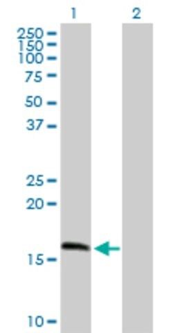 Anti-MRPS11 antibody produced in mouse