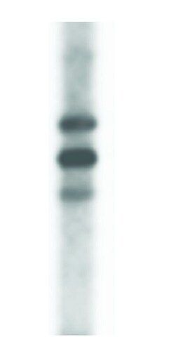 Anti-MRPS2 (301-312) antibody produced in rabbit