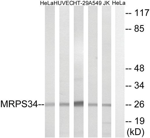 Anti-MRPS34, antibody produced in rabbit