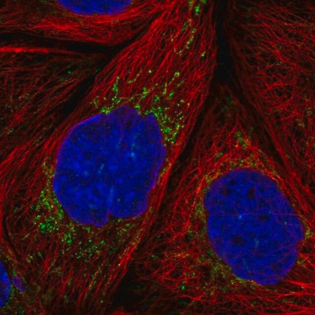 Anti-MRPS36 antibody produced in rabbit