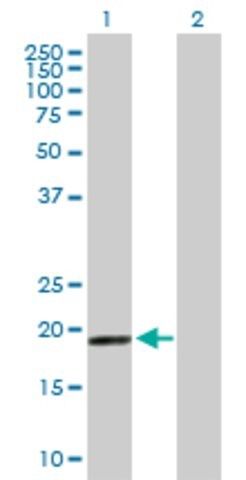 Anti-MRPS28 antibody produced in mouse