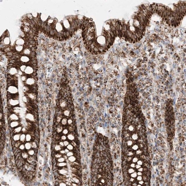 Anti-MRPS36 antibody produced in rabbit