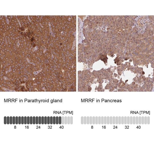 Anti-MRRF antibody produced in rabbit