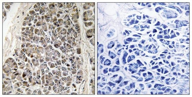 Anti-MRPS21 antibody produced in rabbit