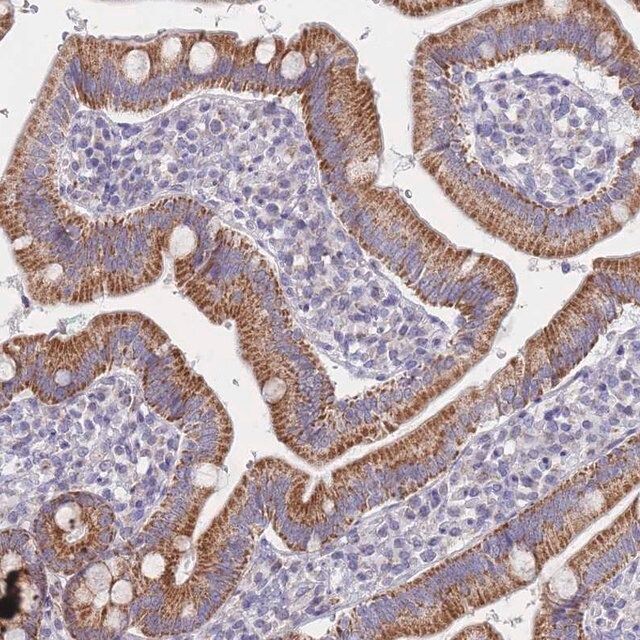 Anti-MRPS14 antibody produced in rabbit