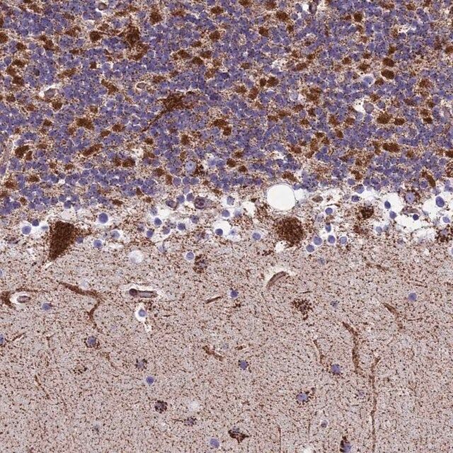 Anti-MRPS18B antibody produced in rabbit