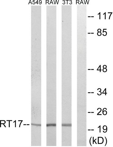 Anti-MRPS17 antibody produced in rabbit