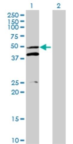 Anti-MRPS5 antibody produced in mouse