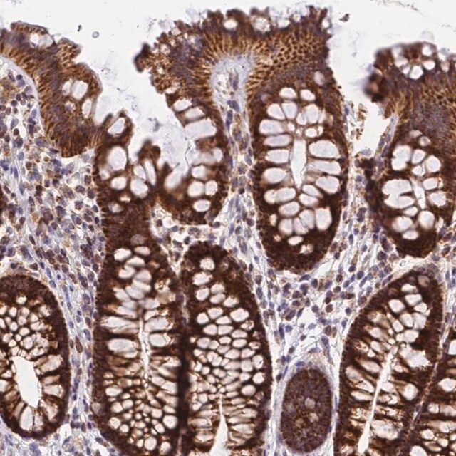 Anti-MRPS26 antibody produced in rabbit