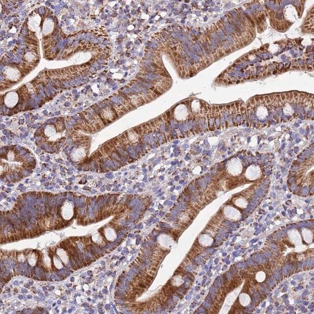 Anti-MRPS12 antibody produced in rabbit