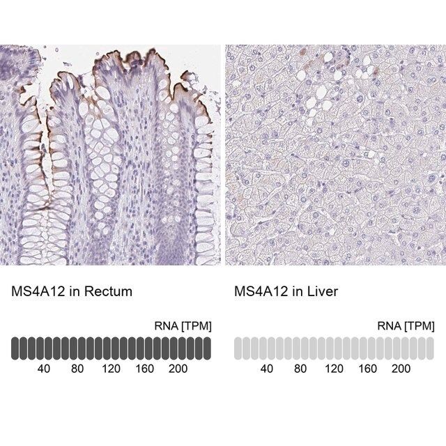 Anti-MS4A12 antibody produced in rabbit