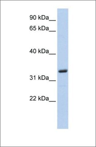 Anti-MS4A4A antibody produced in rabbit