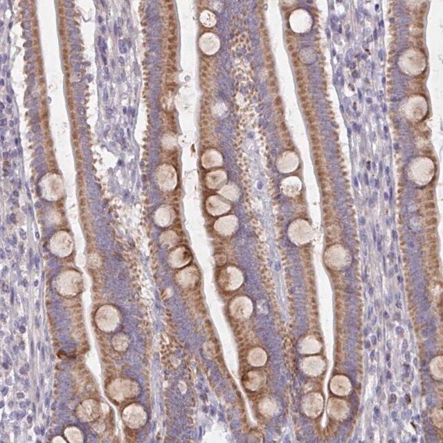 Anti-MRPS2 antibody produced in rabbit