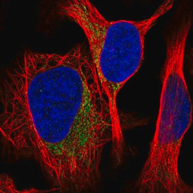 Anti-MRPS26 antibody produced in rabbit