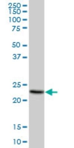 Anti-MS4A4A antibody produced in mouse