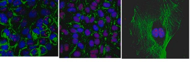 Anti-MSL-2 Antibody, clone 10C3.1