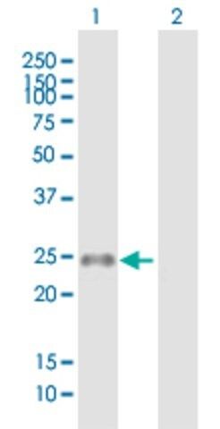 Anti-MS4A8B antibody produced in mouse