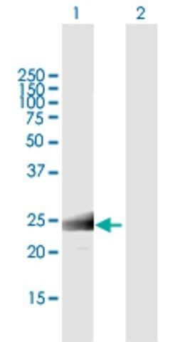 ANTI-MS4A12 antibody produced in mouse