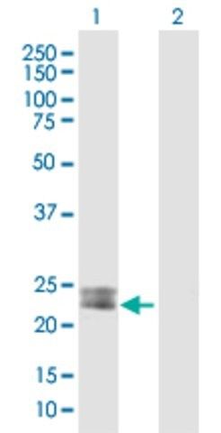 Anti-MSRA antibody produced in mouse