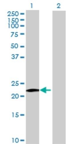 Anti-MS4A8B antibody produced in mouse