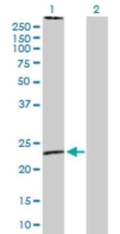 Anti-MS4A2 antibody produced in rabbit