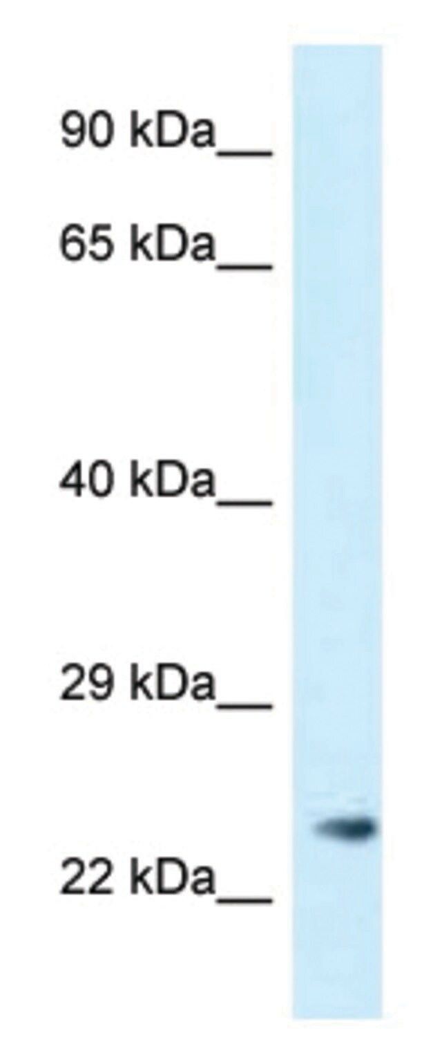 Anti-MS4A3 (N-terminal) antibody produced in rabbit