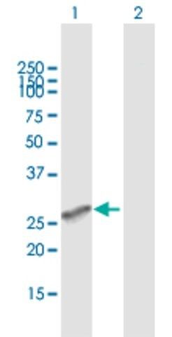 Anti-MS4A6A antibody produced in mouse