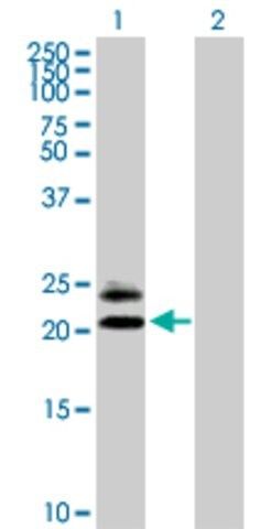 Anti-MS4A5 antibody produced in mouse