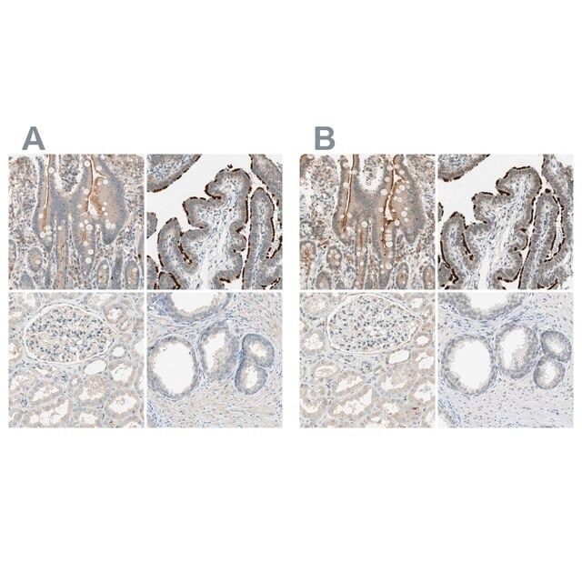 Anti-MS4A8 antibody produced in rabbit