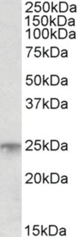 Anti-MSC (C-terminal) antibody produced in goat