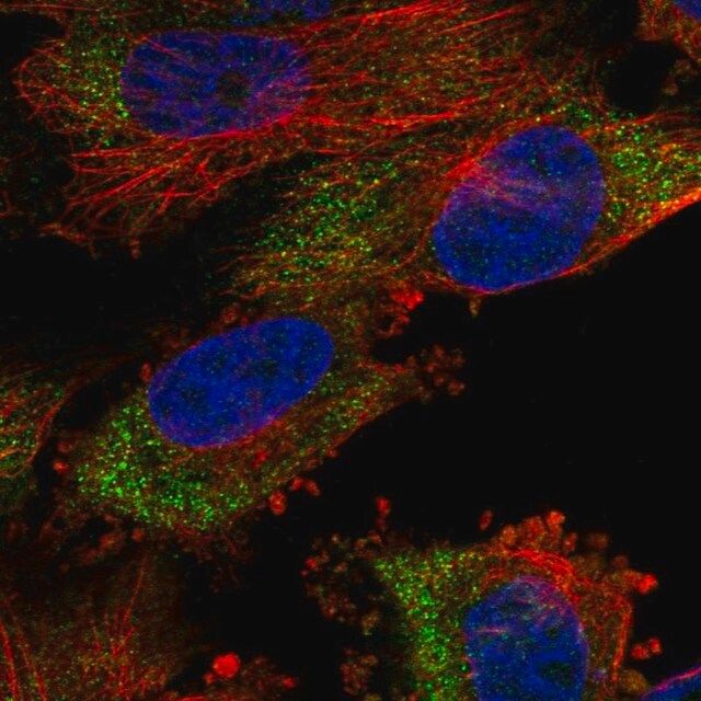 Anti-MSL2 antibody produced in rabbit