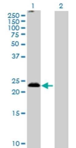 Anti-MS4A5 antibody produced in mouse