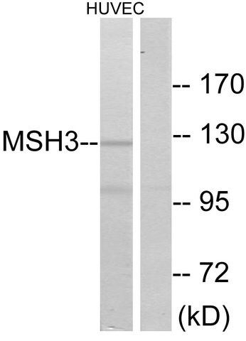 Anti-MSH3 antibody produced in rabbit