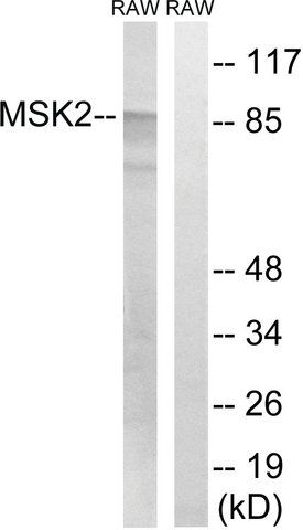 Anti-MSK2 antibody produced in rabbit