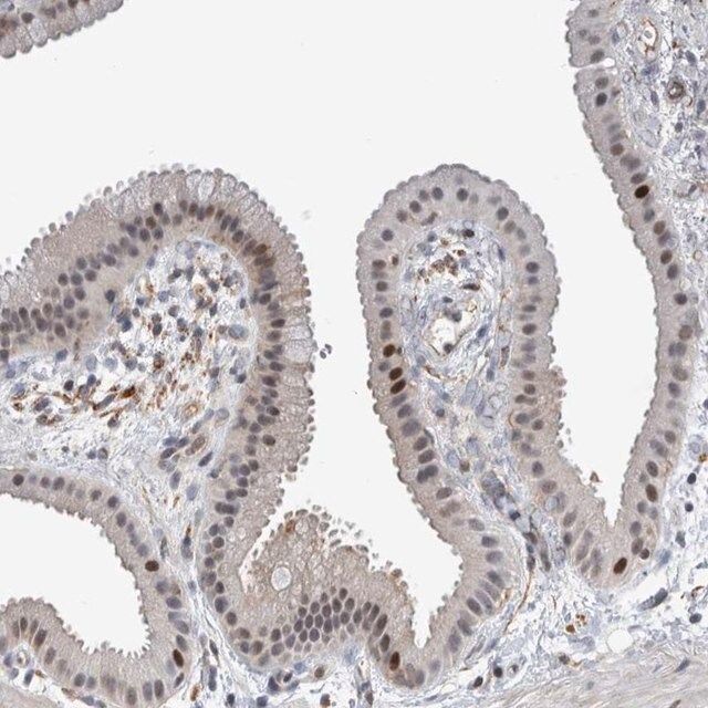 Anti-MSL1 antibody produced in rabbit