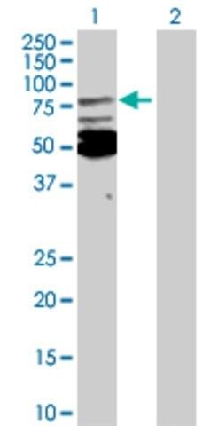 Anti-MSN antibody produced in rabbit