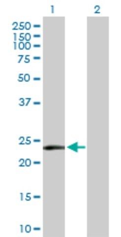 Anti-MSRA antibody produced in rabbit