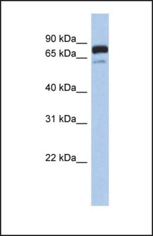 Anti-MTMR12 antibody produced in rabbit