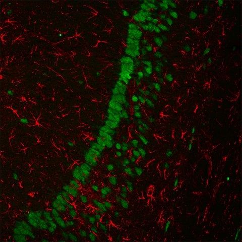 Anti-Mouse IgG1 (1), CF<sup>TM</sup>680 antibody produced in goat