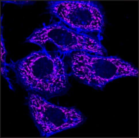 Anti-Mouse IgG1 (1), CF<sup>TM</sup>640R antibody produced in goat