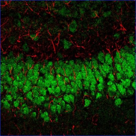 Anti-Mouse IgG1 (1), CF<sup>TM</sup>633 antibody produced in goat