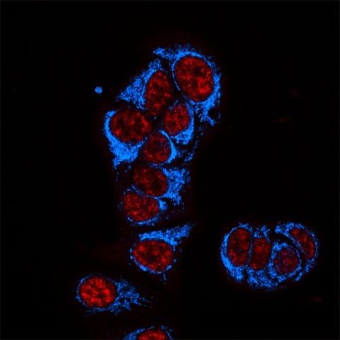 Anti-Mouse IgG1 (1), CF<sup>TM</sup>405S antibody produced in goat