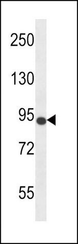 ANTI-MOUSE NTRK3 (N-TERM) antibody produced in rabbit