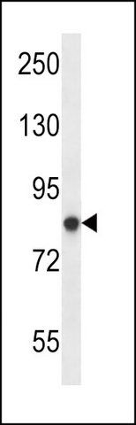 ANTI-MOUSE PRKCA (N-TERM) antibody produced in rabbit