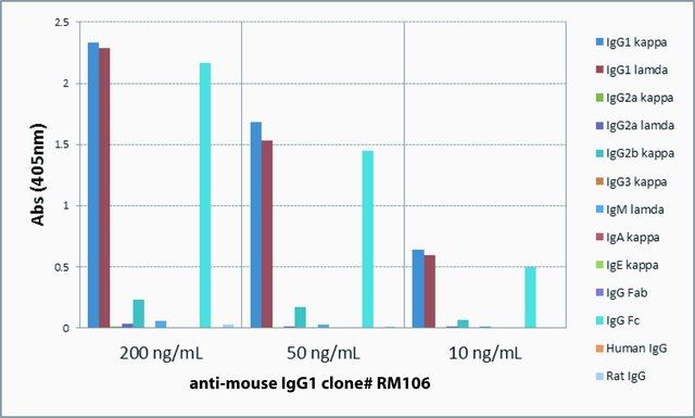 Anti-Mouse IgG1-Biotin antibody, Rabbit monoclonal