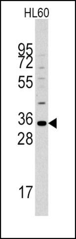 Anti-Mouse Mogt2 (C-term) antibody produced in rabbit