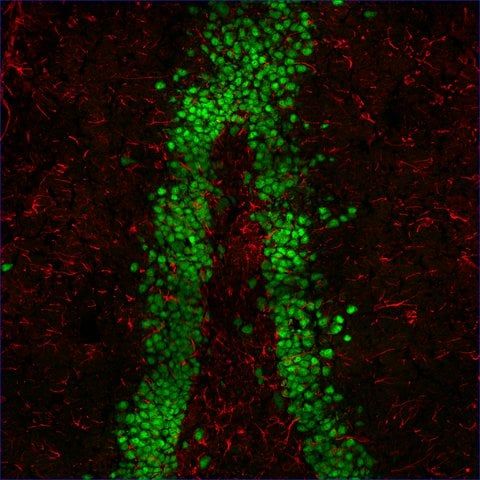 Anti-Mouse IgG1 (1), CF<sup>TM</sup>555 antibody produced in goat