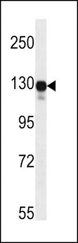 ANTI-MOUSE MAP3K6 (N-TERM) antibody produced in rabbit